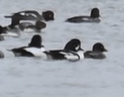 Barrow's Goldeneye - ML613894497