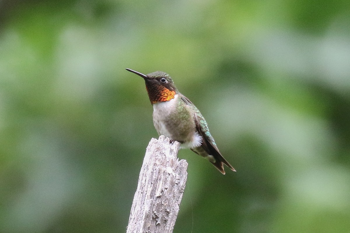 Ruby-throated Hummingbird - ML61389451