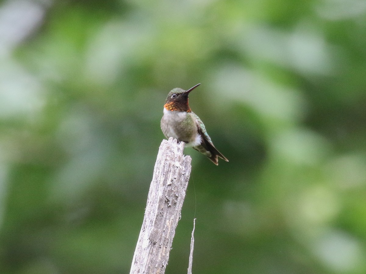 Ruby-throated Hummingbird - ML61389461