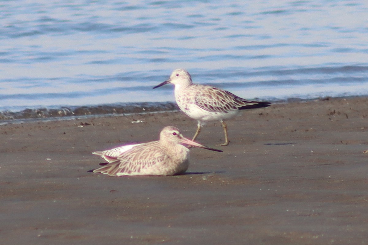 Bar-tailed Godwit - ML613894649