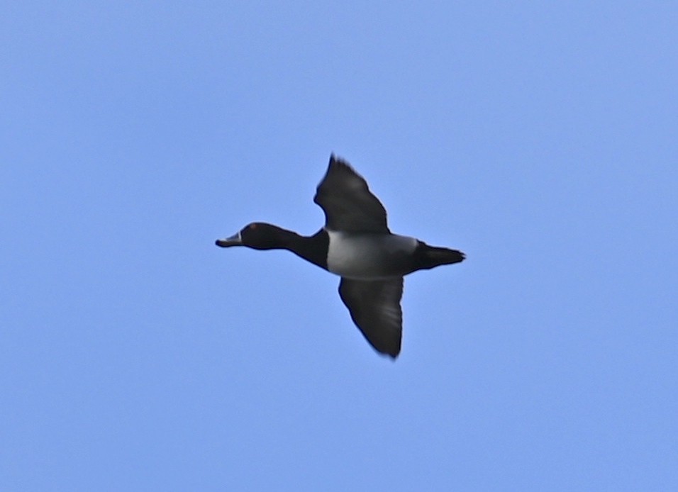 Ring-necked Duck - ML613894703
