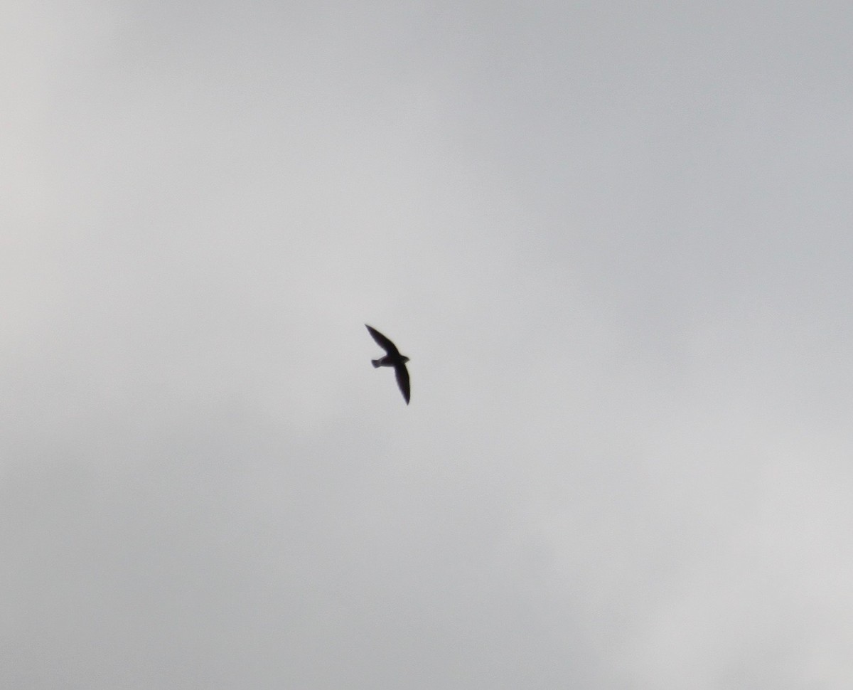 White-throated Needletail - ML613894718