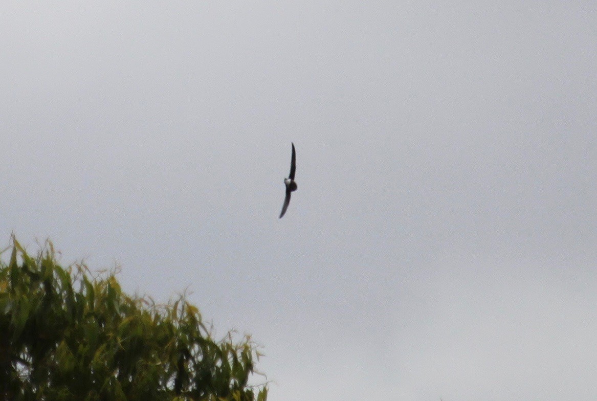 White-throated Needletail - ML613894719