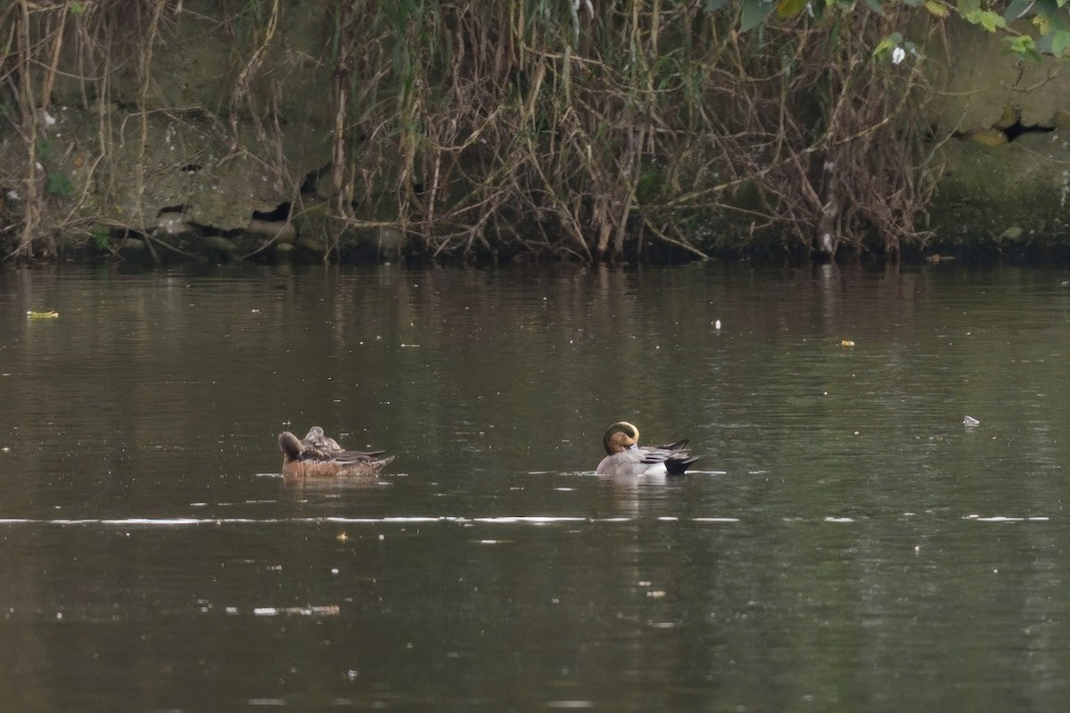 American Wigeon - ML613894831