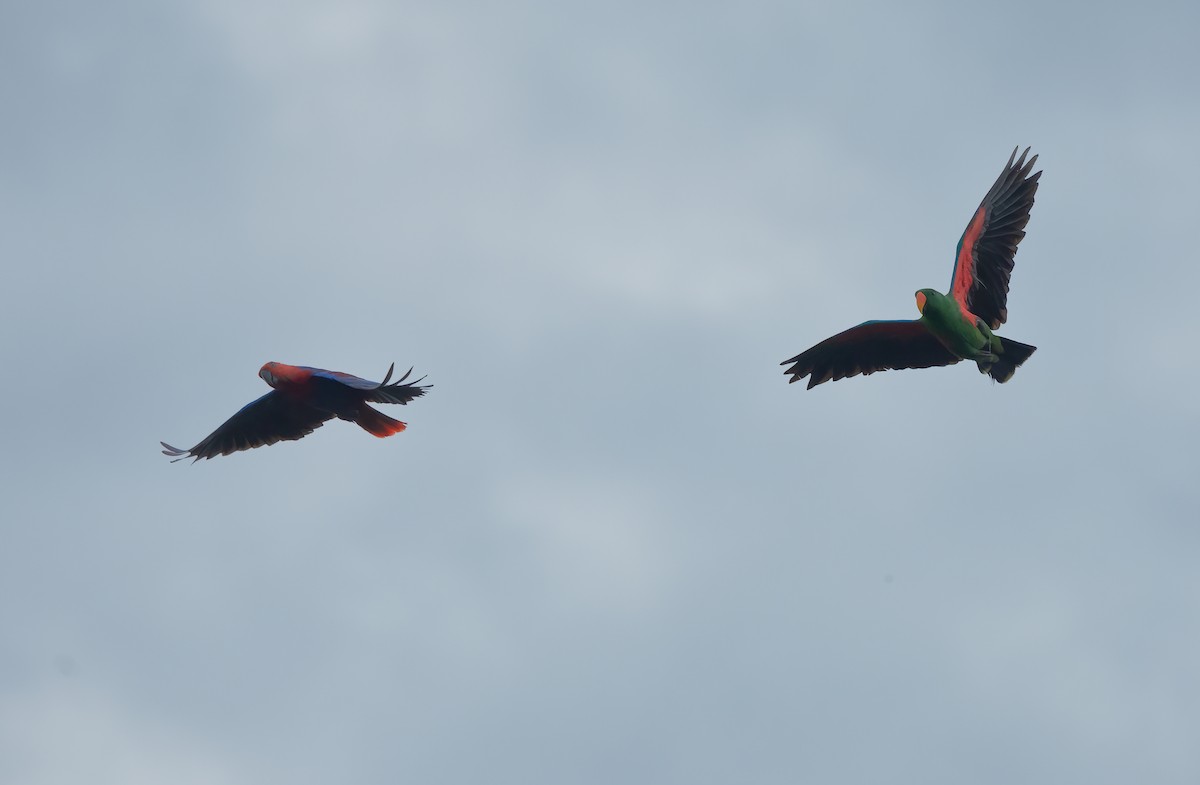 Papuan Eclectus - ML613894845