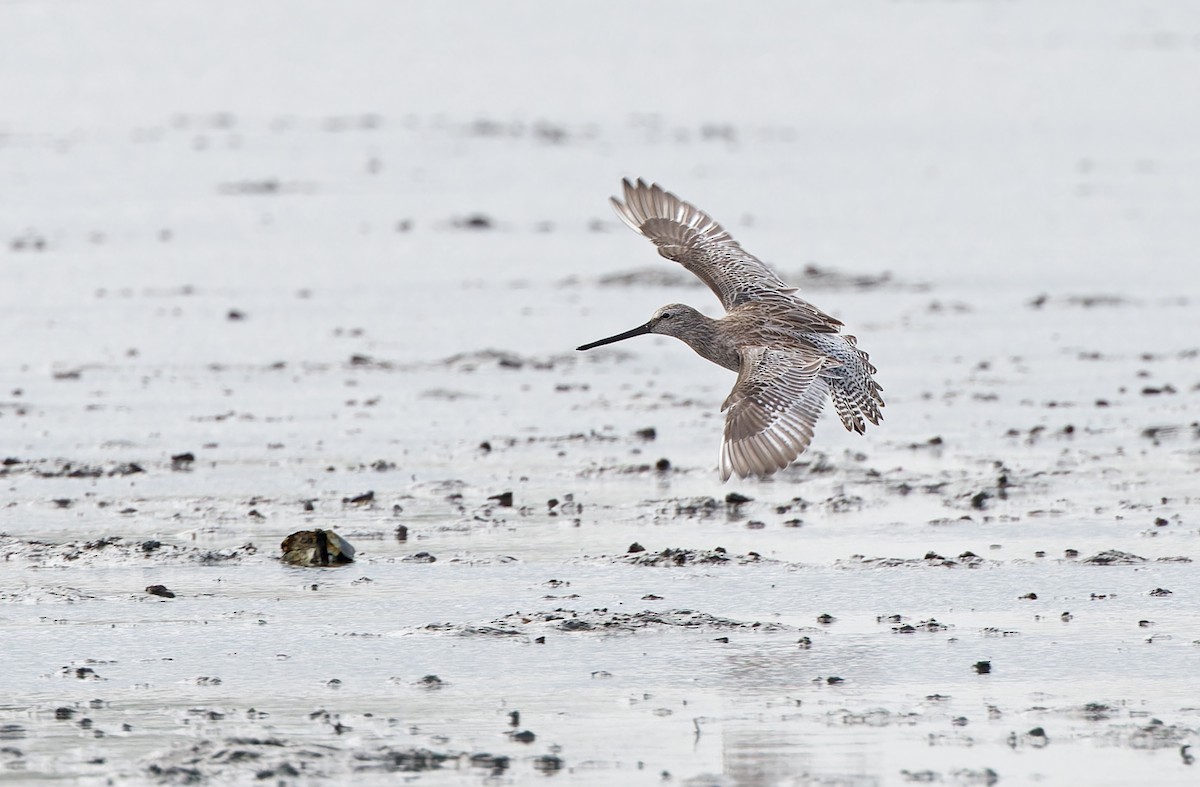 Asian Dowitcher - ML613894879