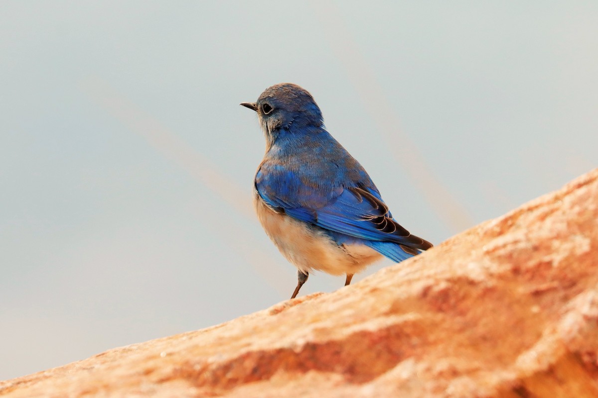 Mountain Bluebird - ML613894902