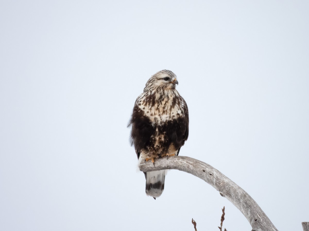 Rough-legged Hawk - ML613894911