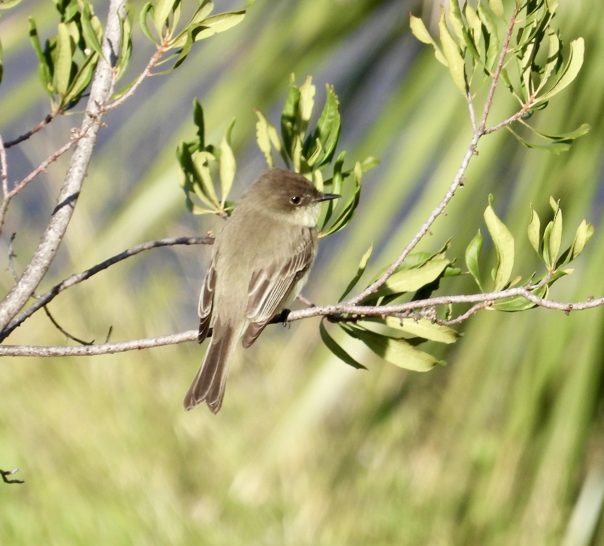 Eastern Phoebe - ML613894921