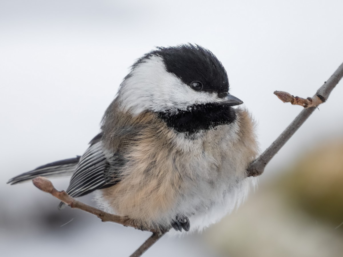 Black-capped Chickadee - Jason Alexander