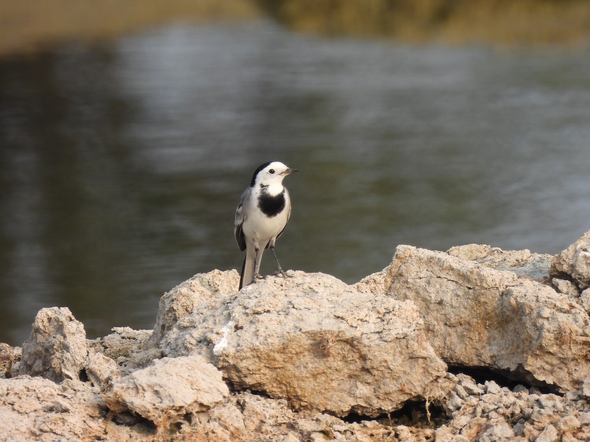 White Wagtail - ML613895016