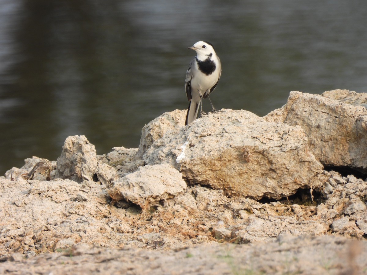 White Wagtail - ML613895018