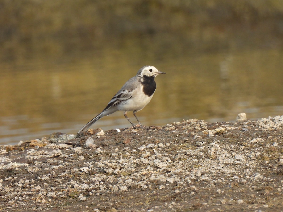 White Wagtail - ML613895019