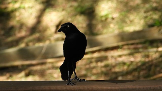 Greater Antillean Grackle - ML613895074