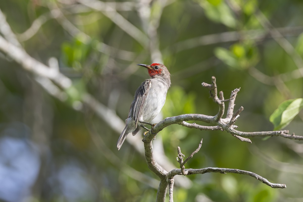 Red-headed Myzomela - Dana Cameron