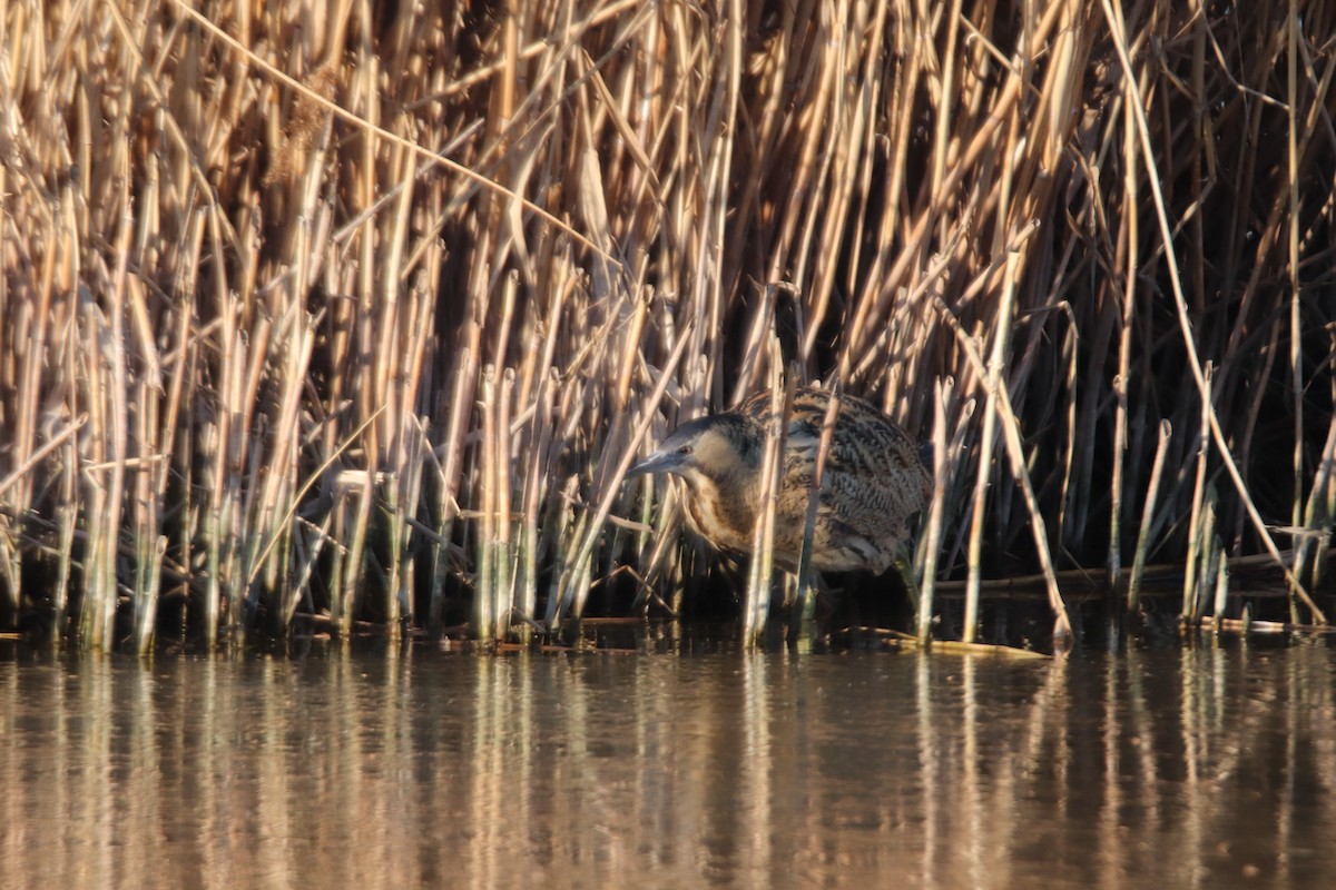 Great Bittern - ML613895090