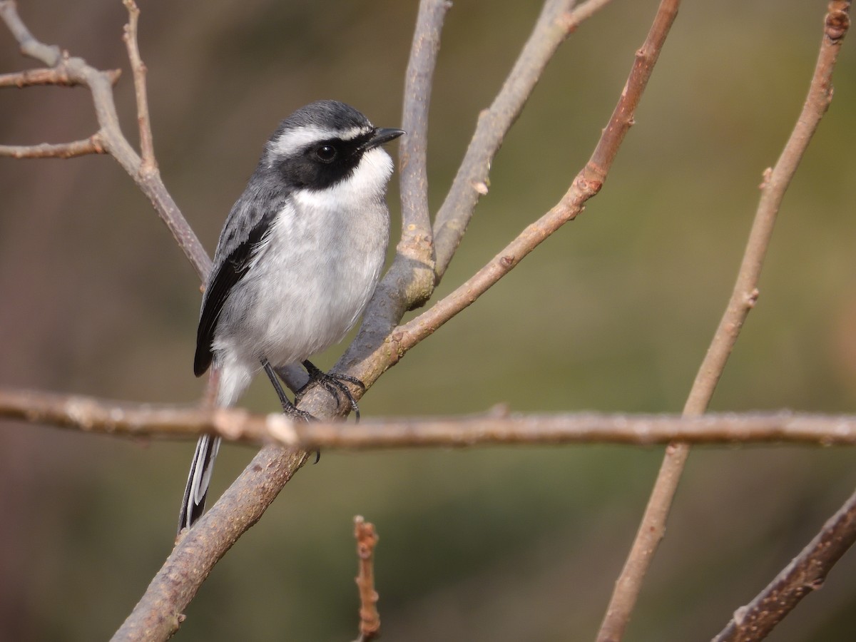 Gray Bushchat - ML613895093