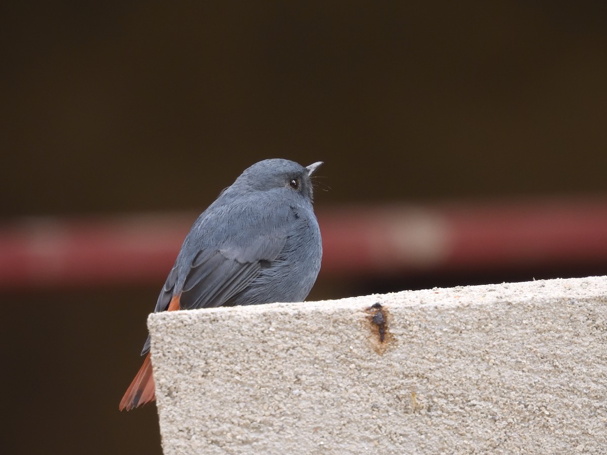 Plumbeous Redstart - ML613895094