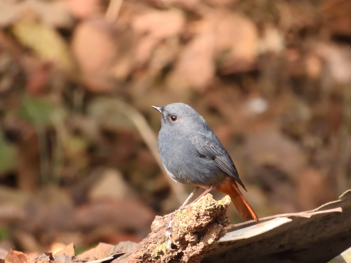 Plumbeous Redstart - ML613895095