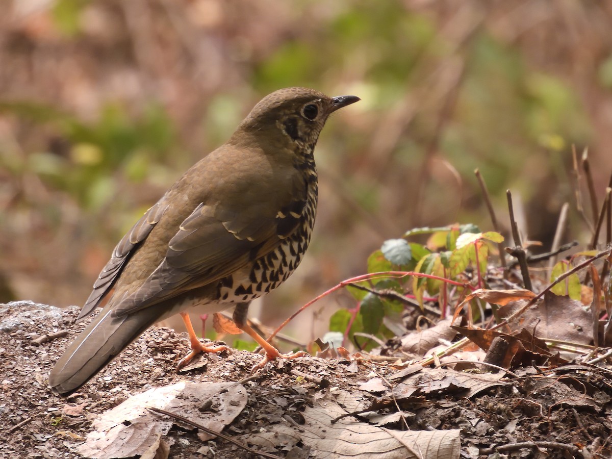 Long-tailed Thrush - ML613895099