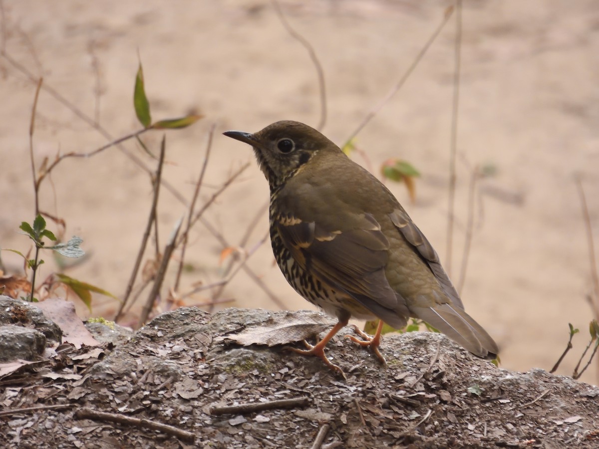 Long-tailed Thrush - ML613895100