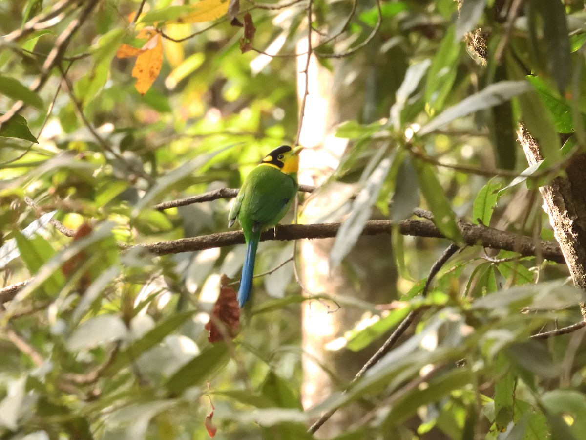 Long-tailed Broadbill - ML613895103