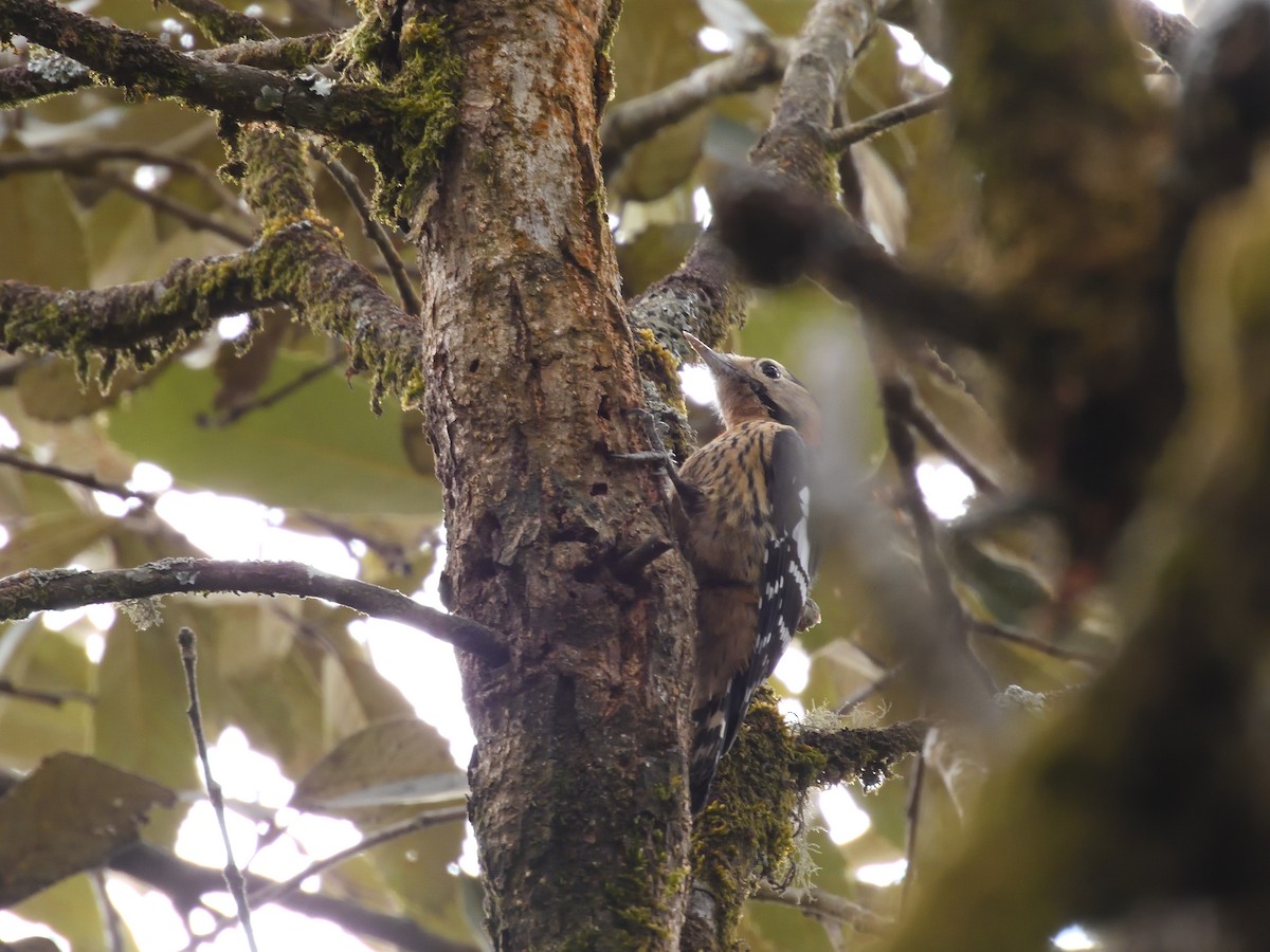 Crimson-naped Woodpecker - ML613895104