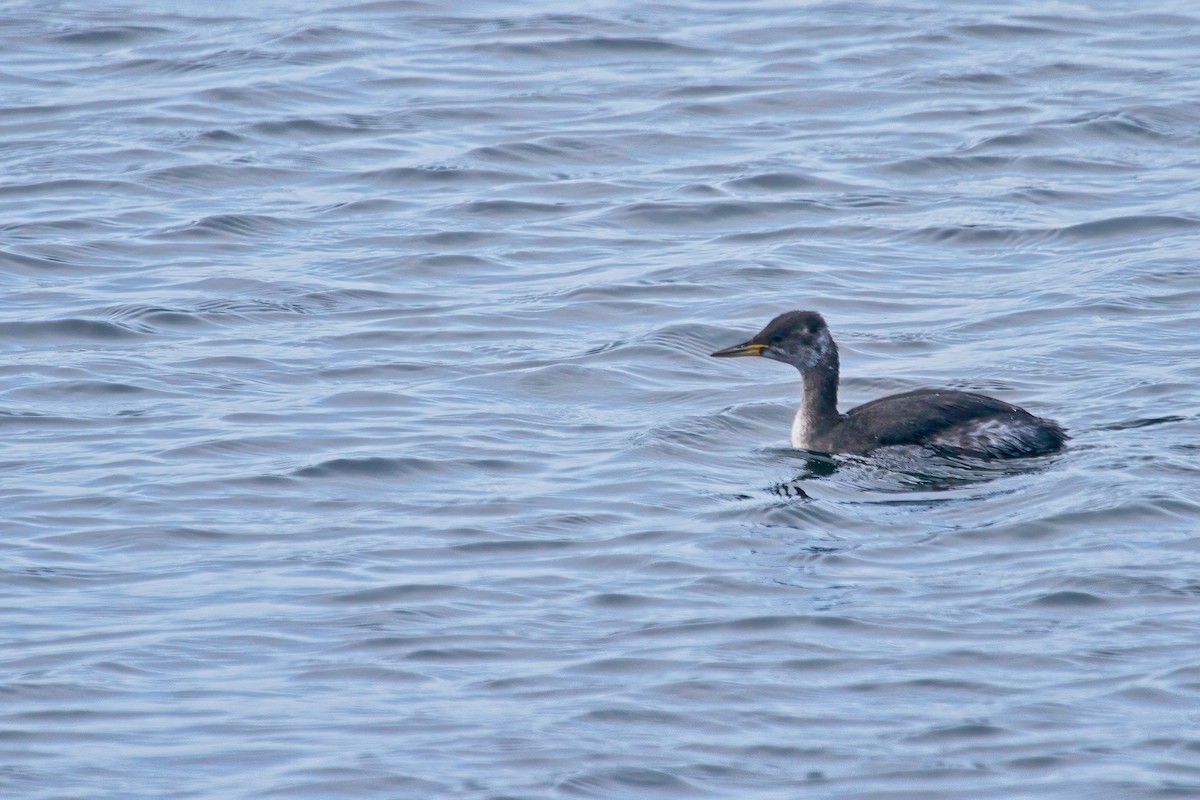 Red-necked Grebe - Paul Hammond