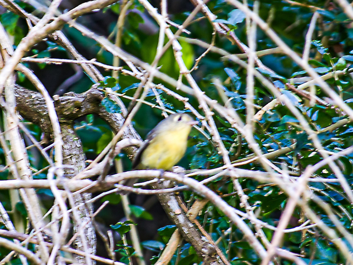 Cuban Vireo - ML613895172