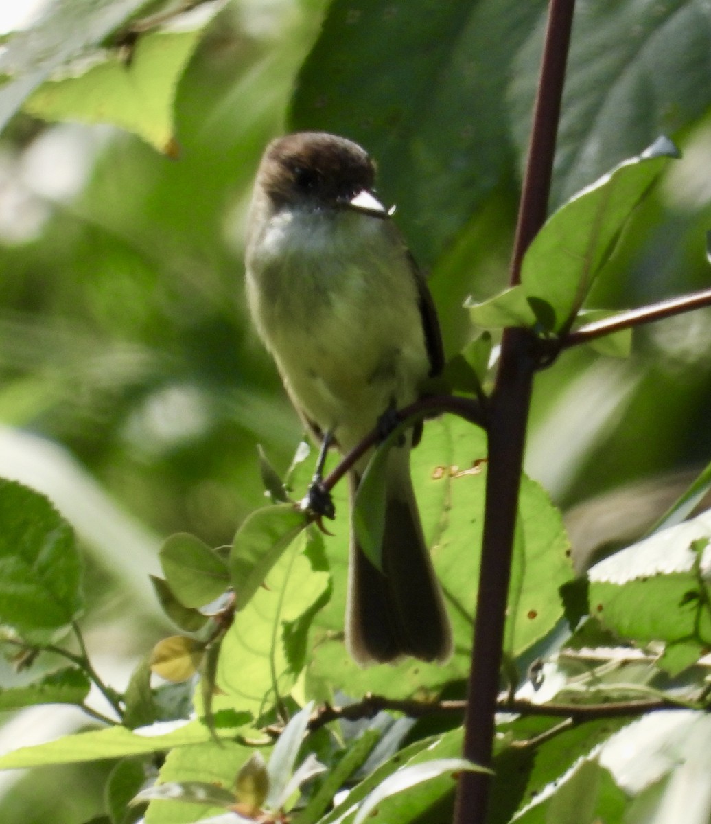 Sad Flycatcher - ML613895207