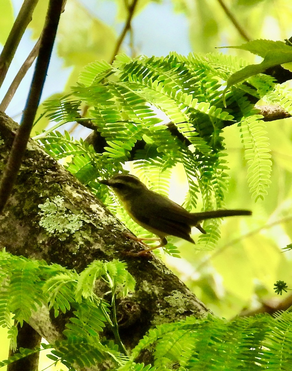 Northern White-fringed Antwren - ML613895286