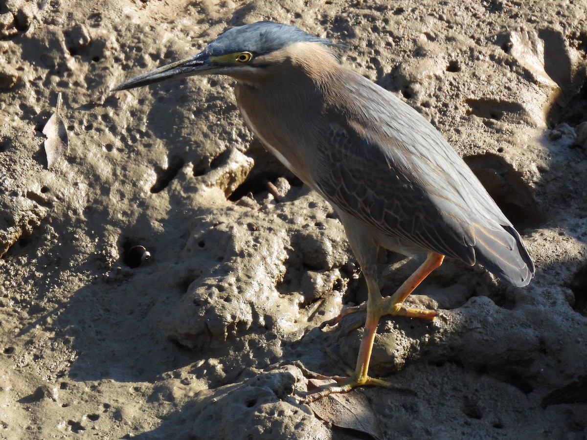 Striated Heron - Joshua Kisyma