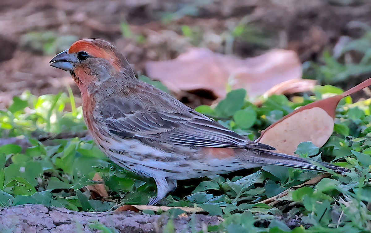 House Finch - ML613895327