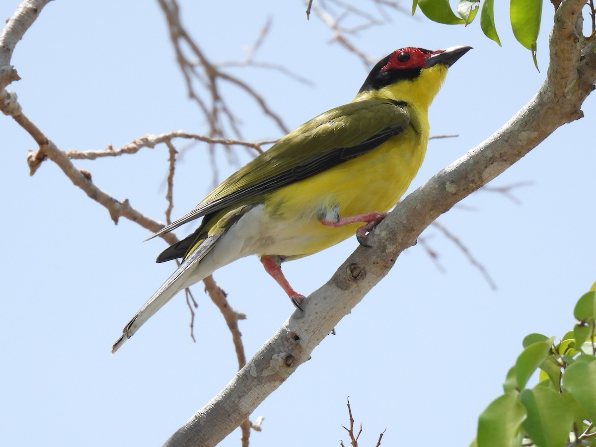 Australasian Figbird - ML613895328