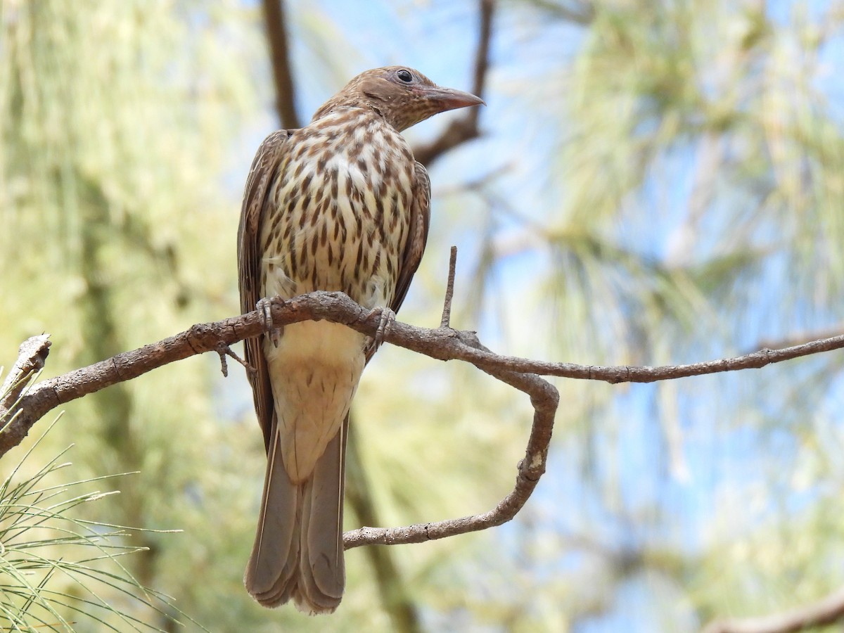 Australasian Figbird - ML613895329