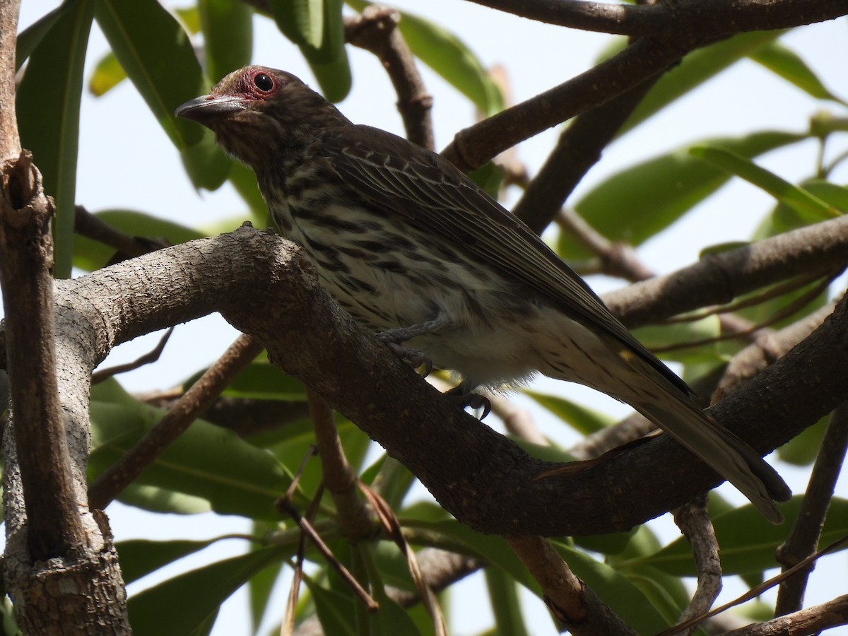 Australasian Figbird - ML613895330