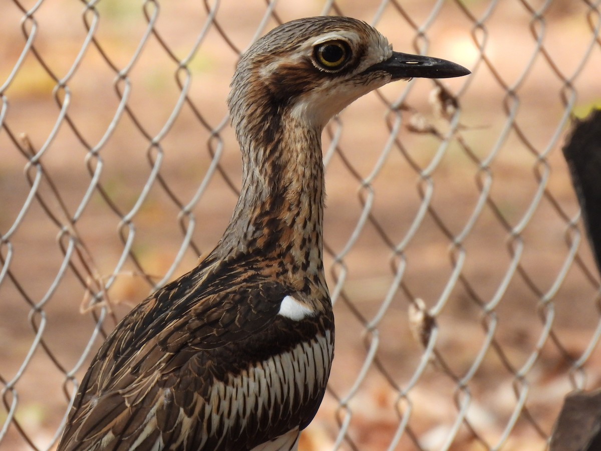 Bush Thick-knee - ML613895342