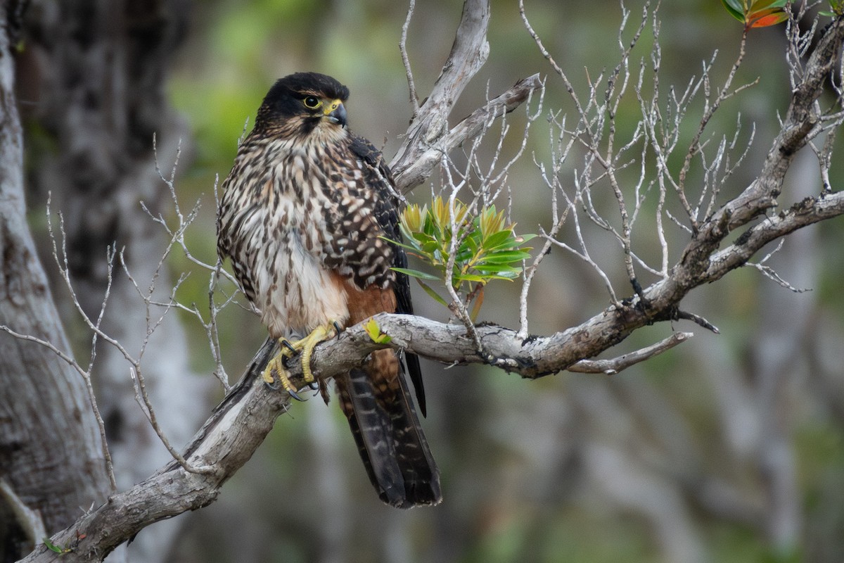 New Zealand Falcon - ML613895360