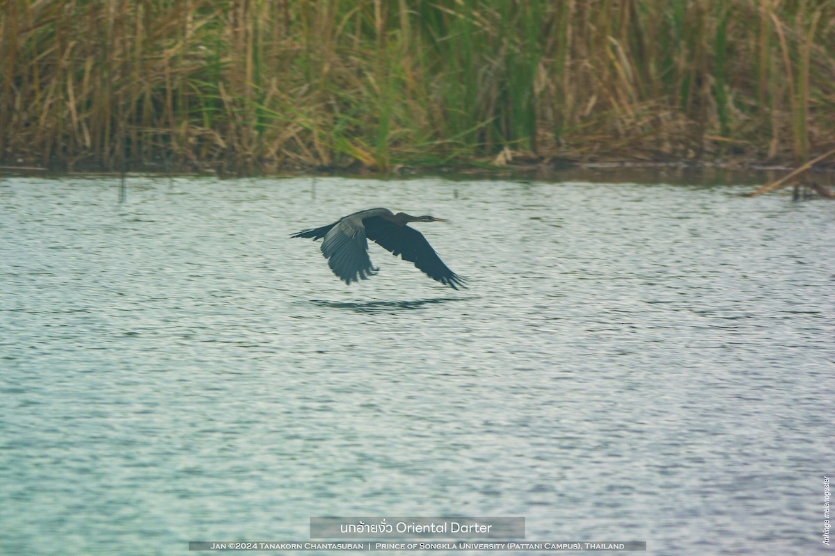 Anhinga Asiática - ML613895382