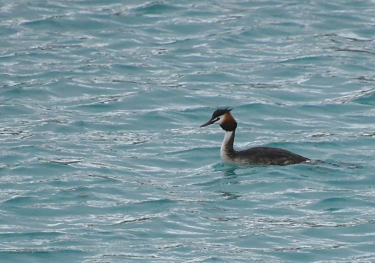 Great Crested Grebe - ML613895398