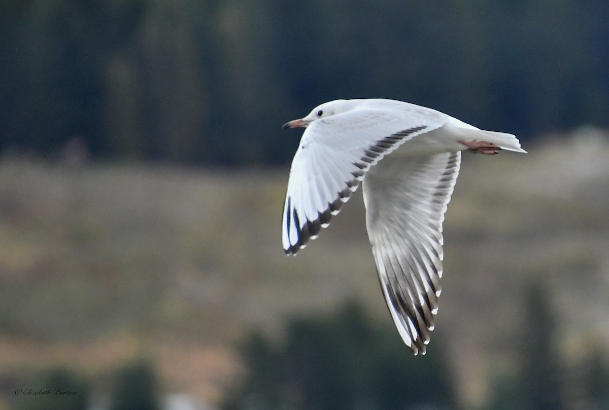 Black-billed Gull - ML613895399