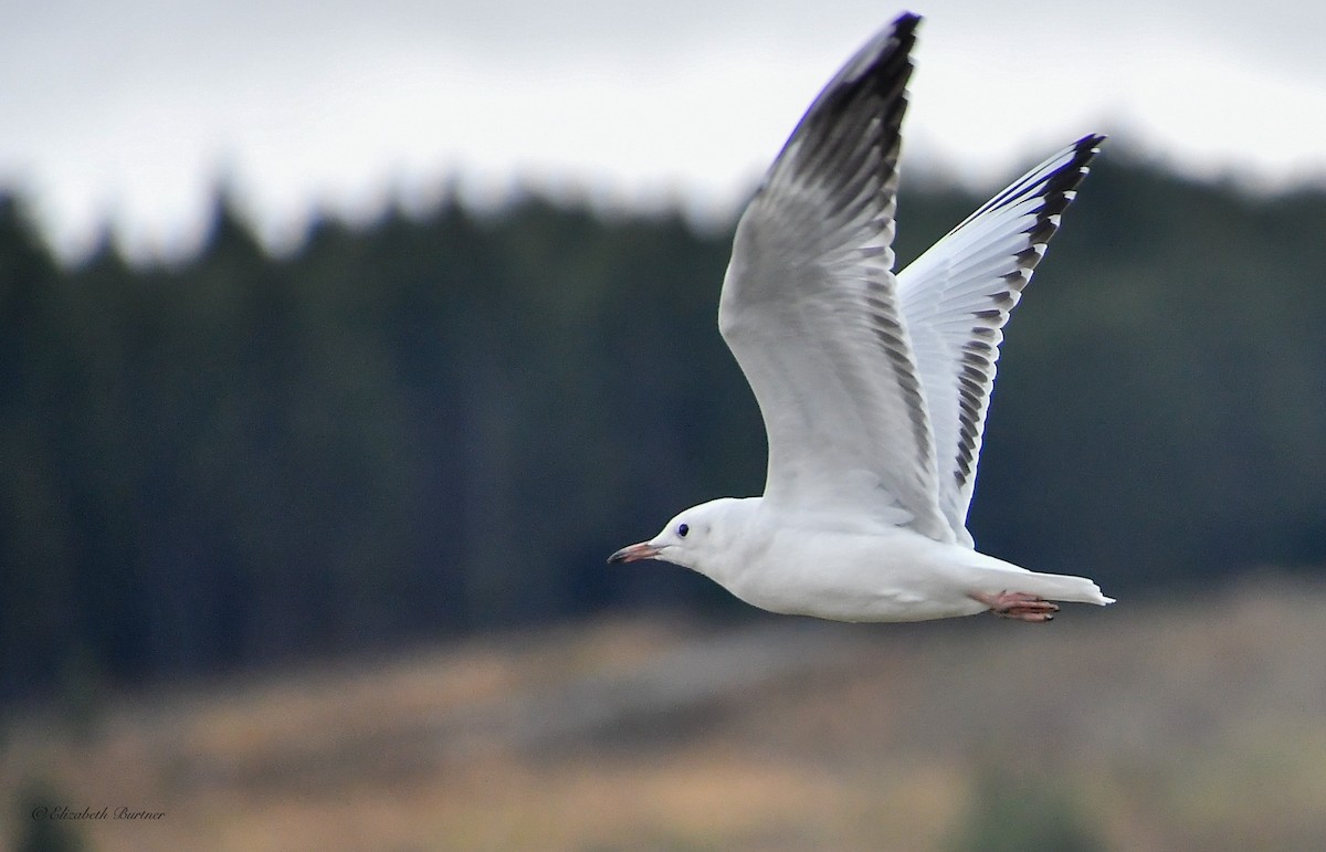 Black-billed Gull - ML613895400