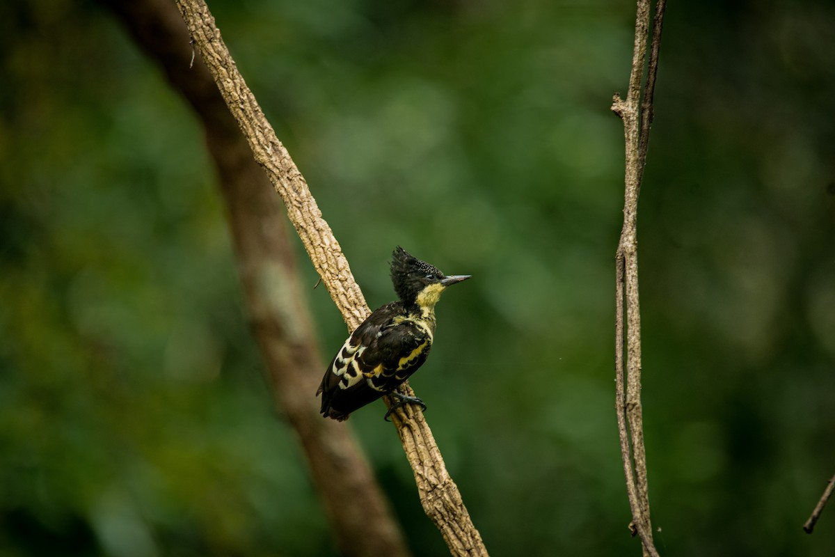 Heart-spotted Woodpecker - ML613895408