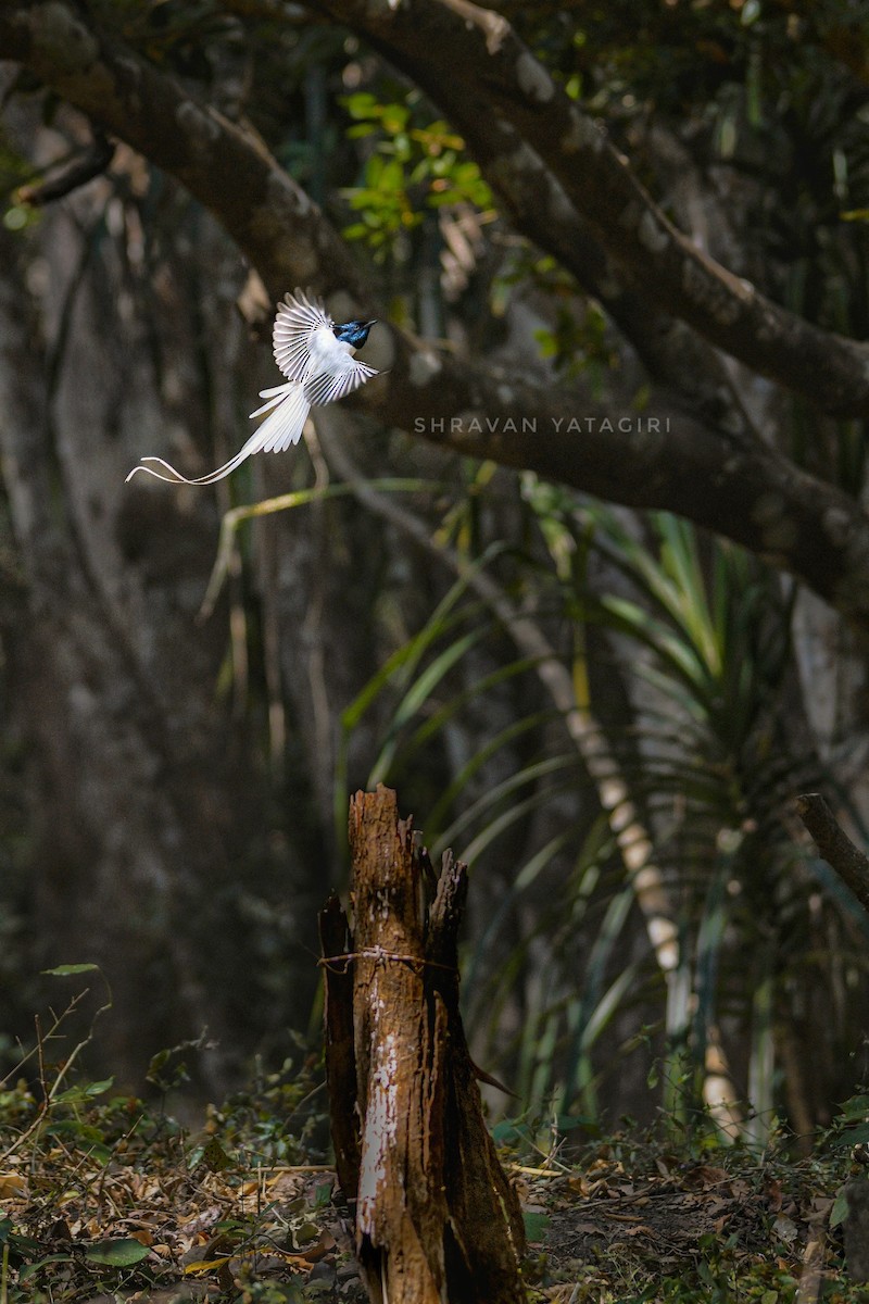 Indian Paradise-Flycatcher - ML613895419