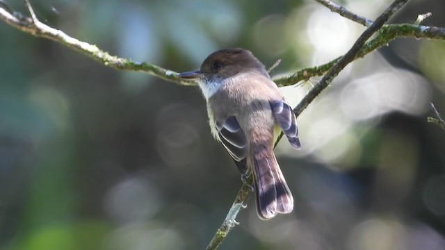 Sad Flycatcher - ML613895426