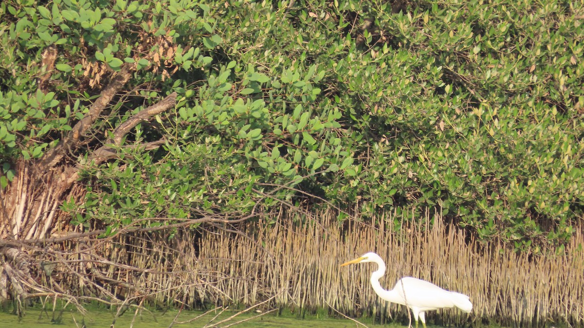 Great Egret - ML613895443