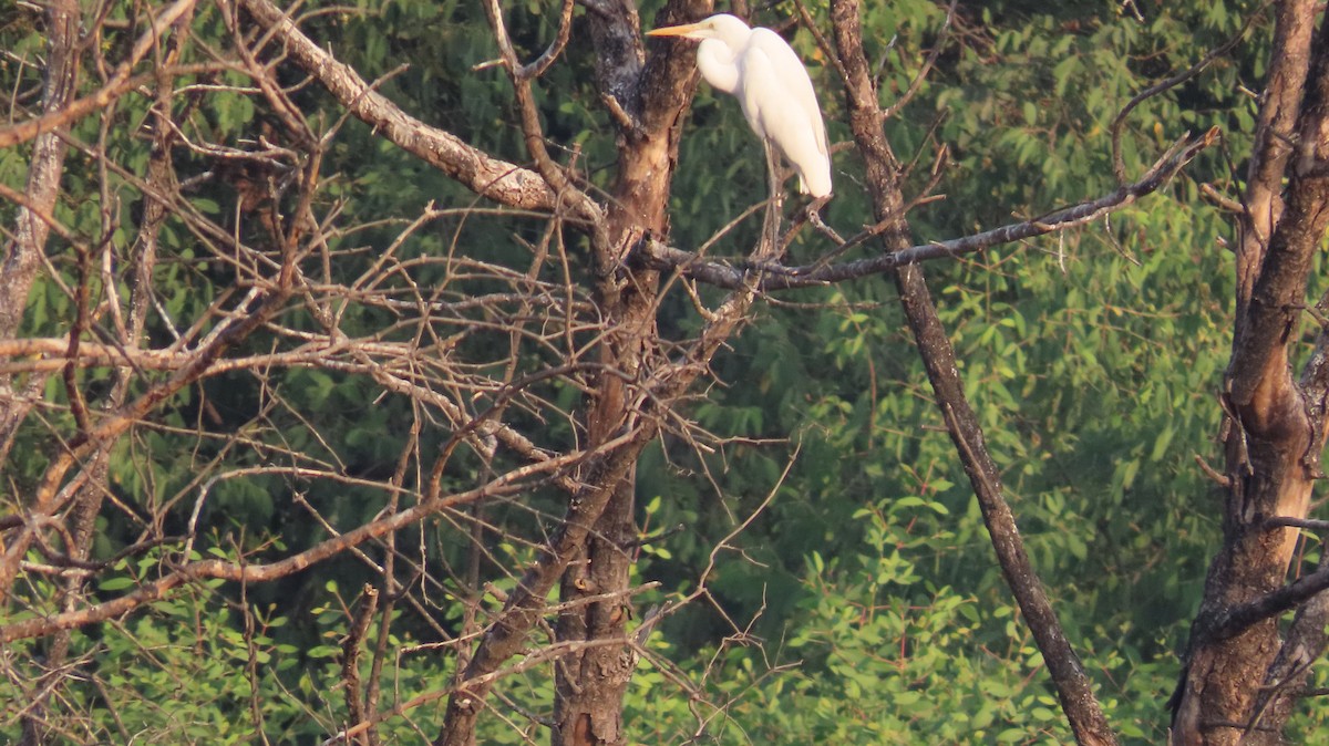 Great Egret - ML613895447