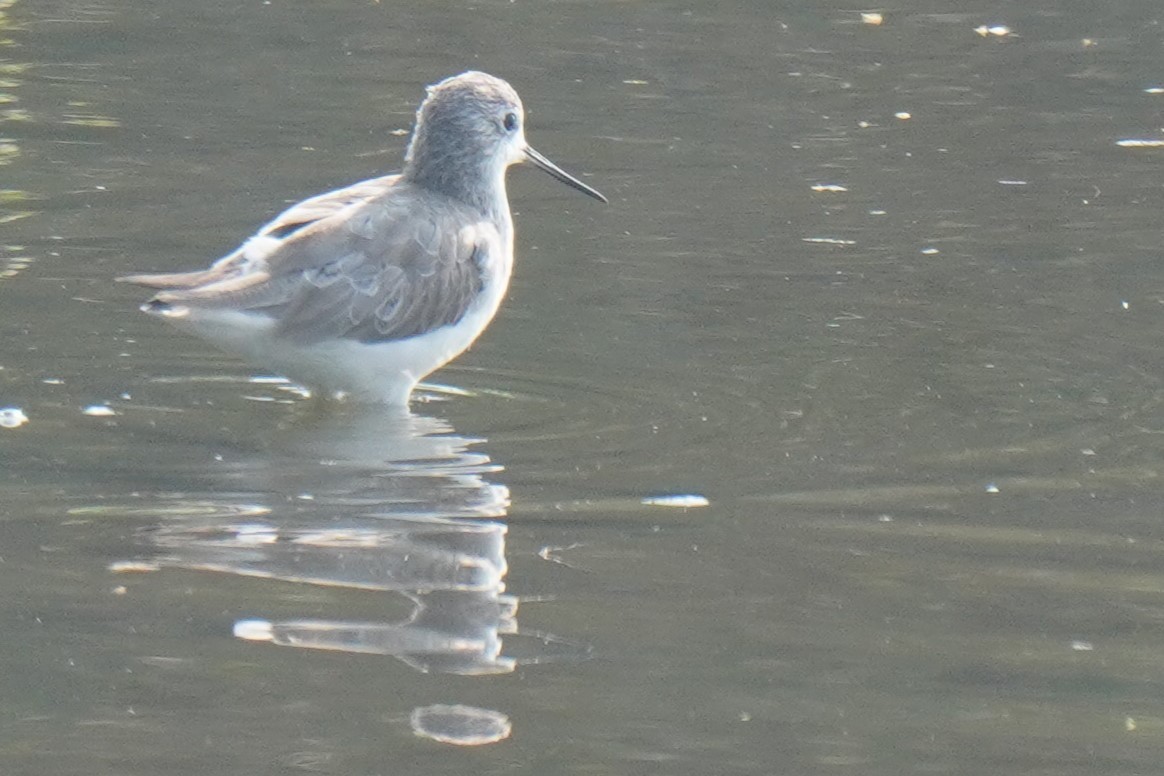 Marsh Sandpiper - ML613895453