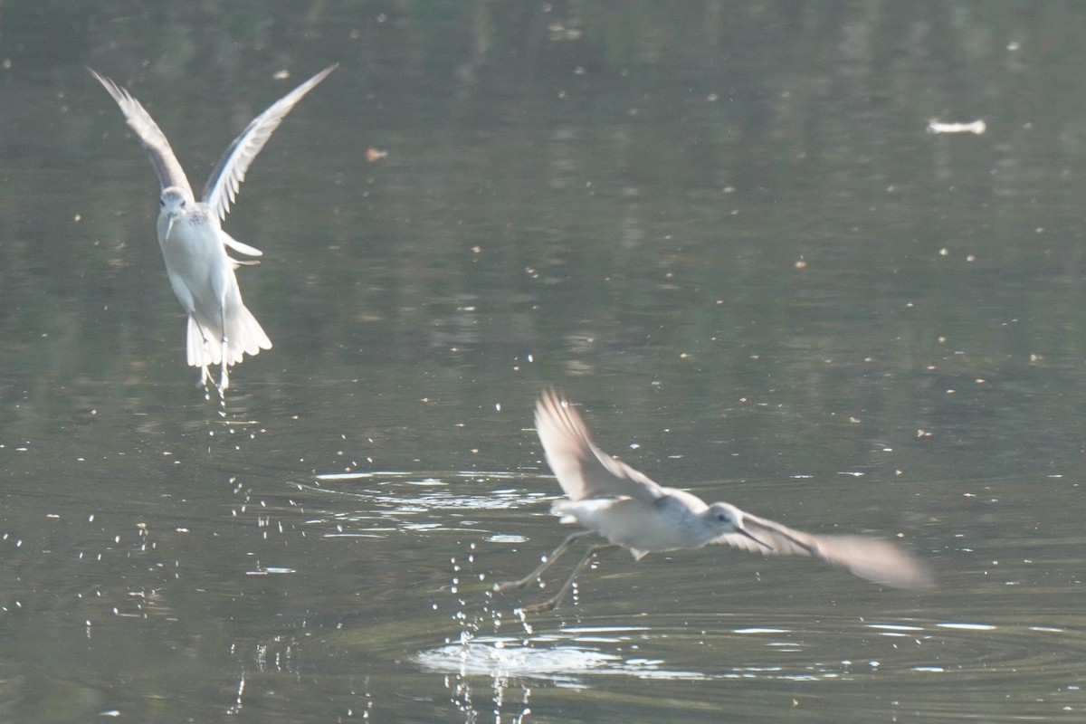 Marsh Sandpiper - ML613895454