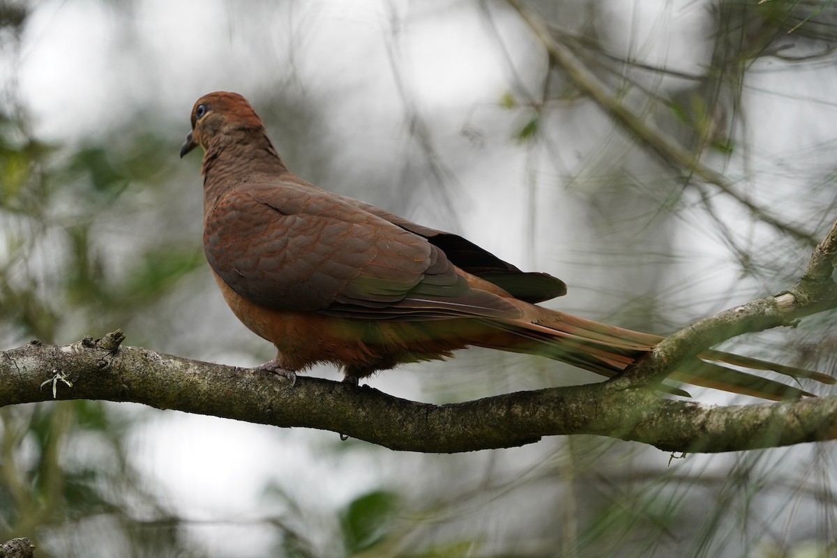 Brown Cuckoo-Dove - ML613895475